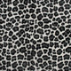 Snow Leopard Animal Print Savannah Wilton Carpet